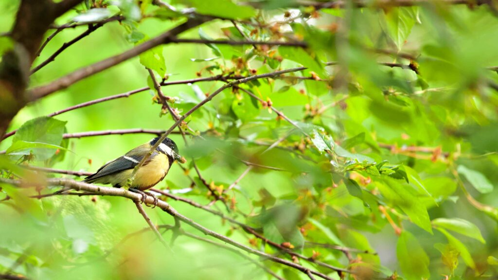 Fugl sittende på gren omgitt av grønne blader. Foto