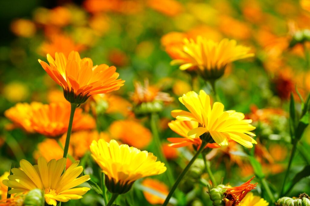 Oransje og gule ringblomster på blomstereng. Foto