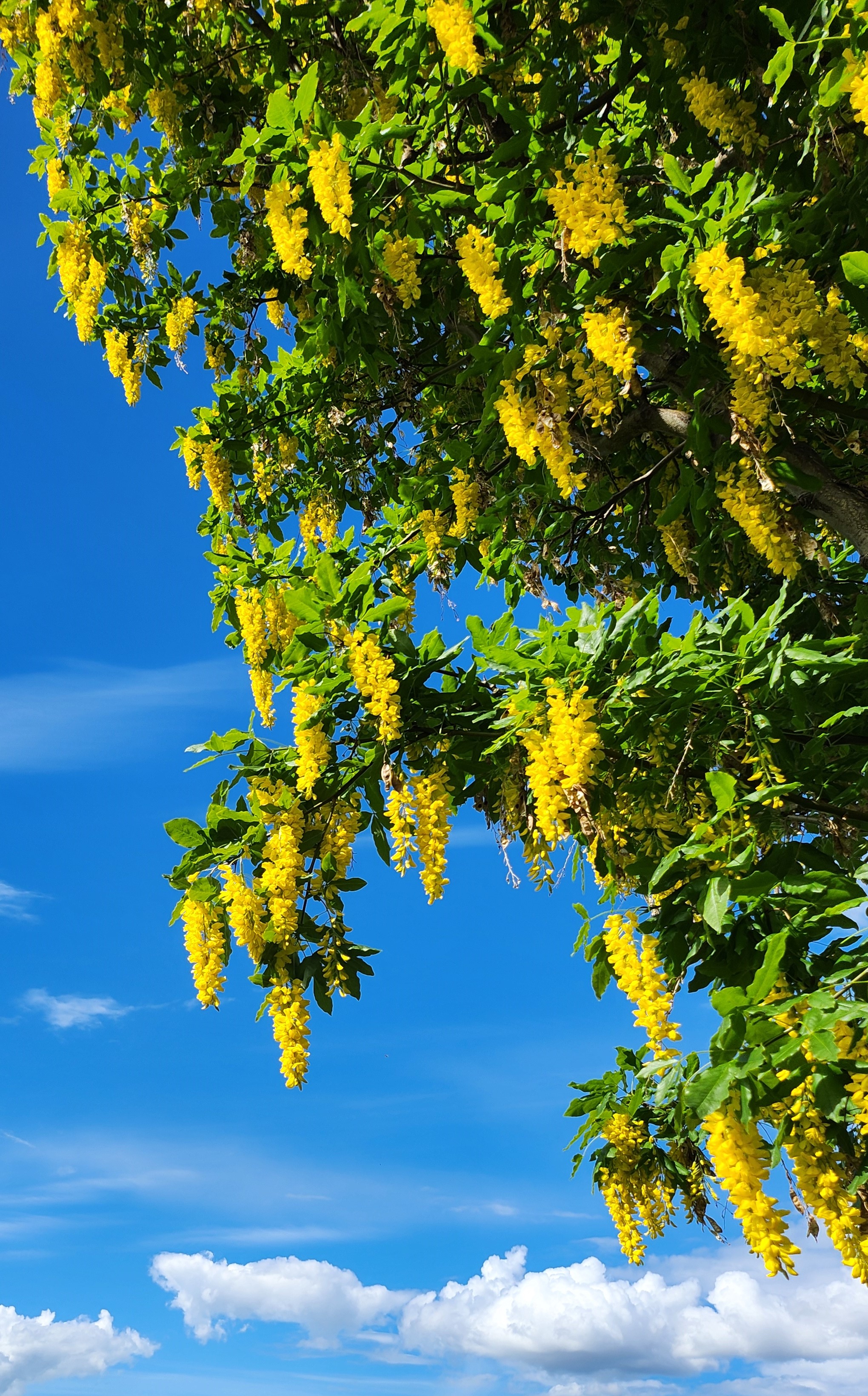 Bilde av tre med gule blomster med himmel i bakgrunnen.foto